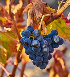 Descubre Rioja Alavesa. Racimo de uva