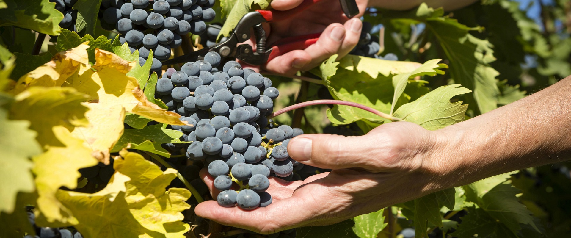Vendimia en Rioja Alavesa