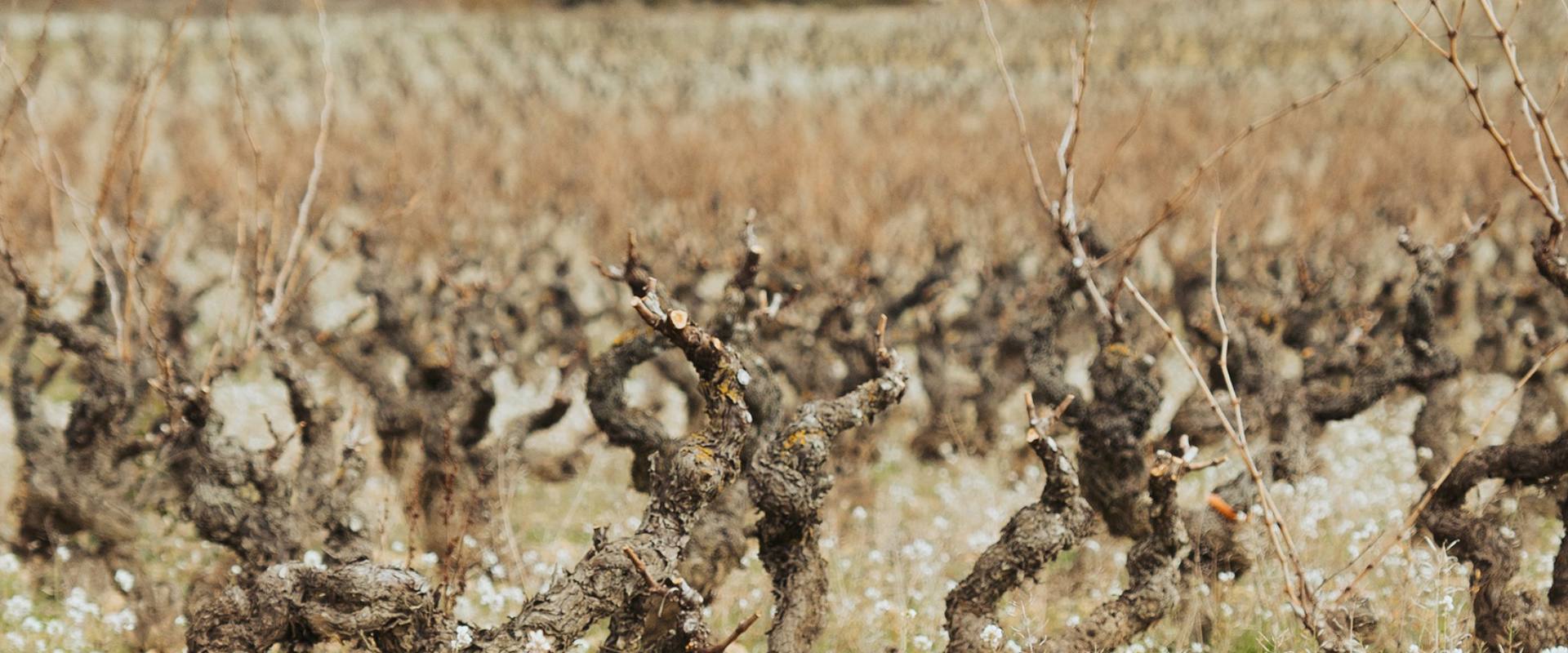 Poda en Rioja Alavesa